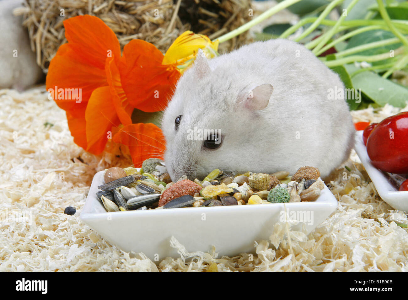 Roborovski dwarf hamster - munching / Phodopus roborovskii Stock Photo