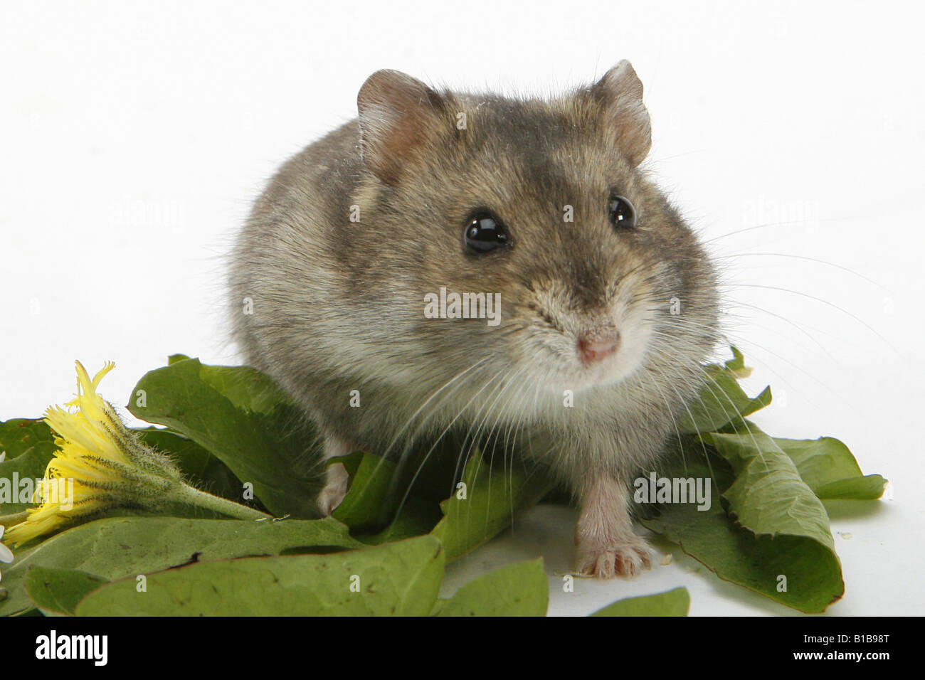 Dzhungarian Dwarf Hamster on leaves Stock Photo Alamy