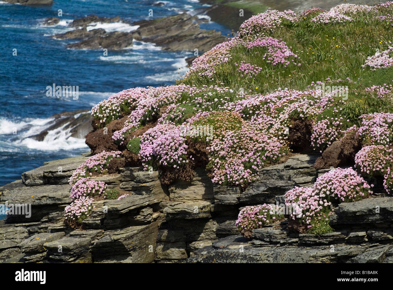 dh Armeria Maritima THRIFT ORKNEY Sea pinks Thrift Armeria Maritima on Orkney seacliff Atlantic coast Stock Photo