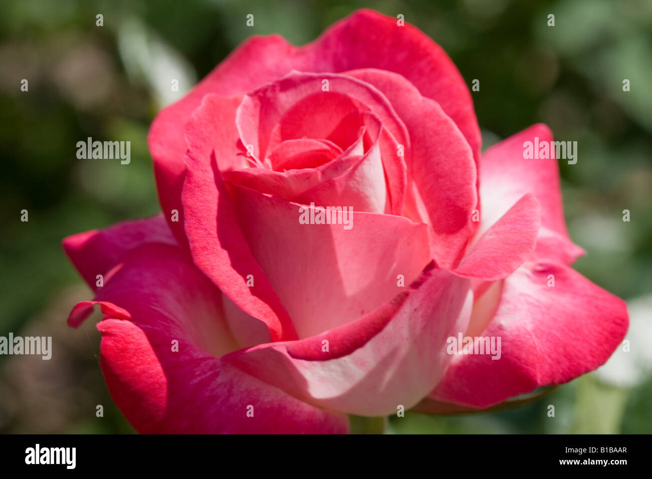 rose red Stock Photo