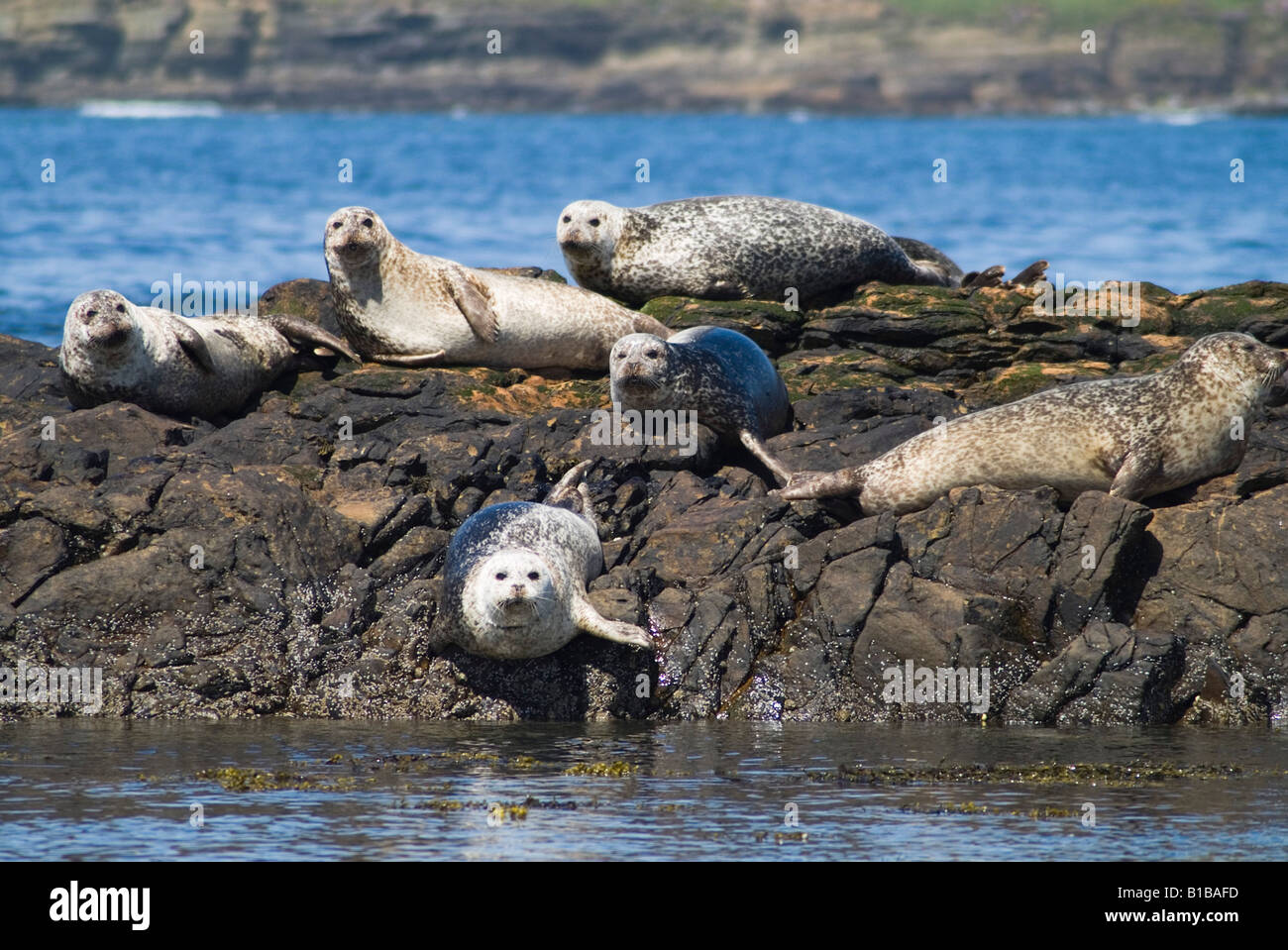 dh Phoca vitulina seal colony SEALS HARBOR SCOTLAND Common harbour seals basking on rocks Birsay Orkney rock marine wildlife uk Stock Photo