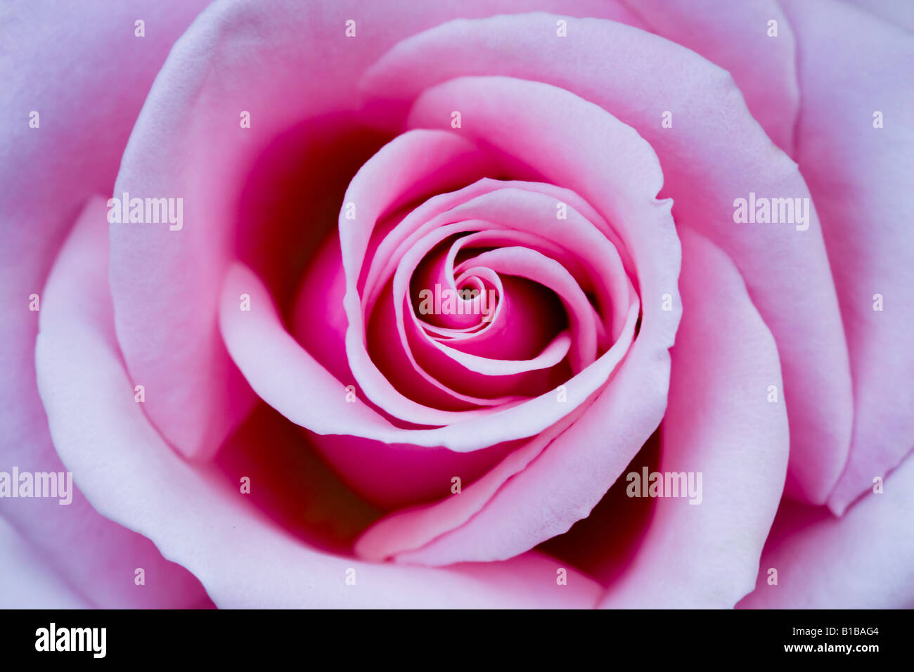 pink rose close up Stock Photo - Alamy