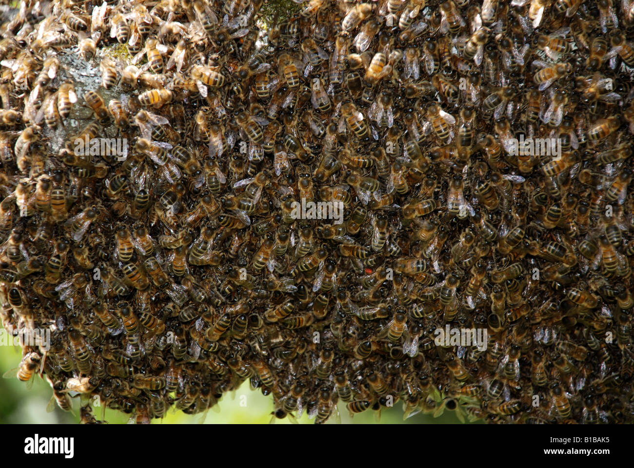 Close up on a bee swarm Stock Photo