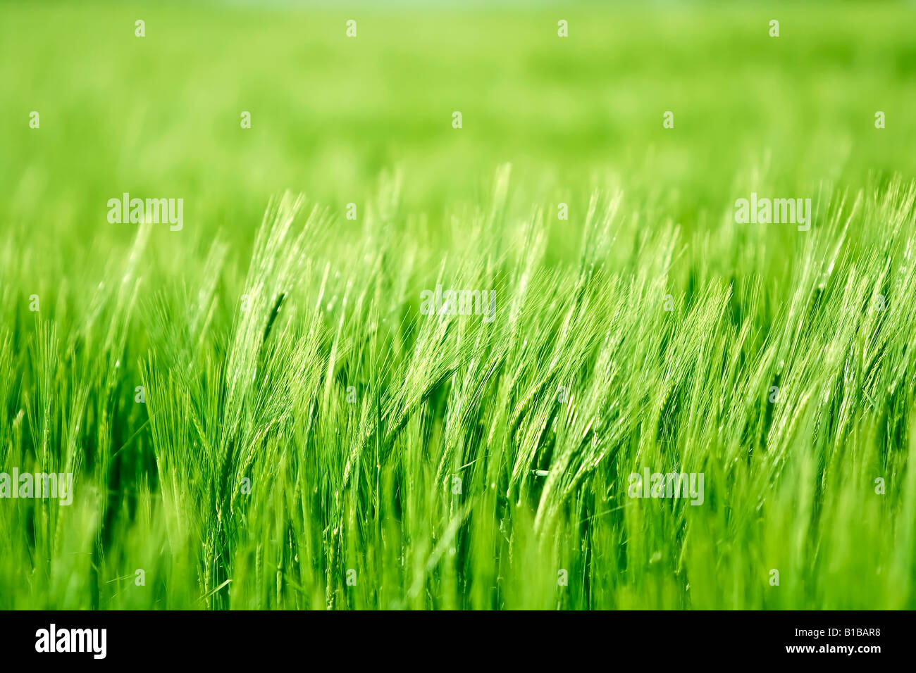 beautiful green barley field Stock Photo