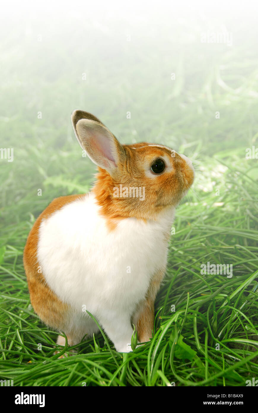 Cute easter bunny sitting on green grass outside faded white background ...