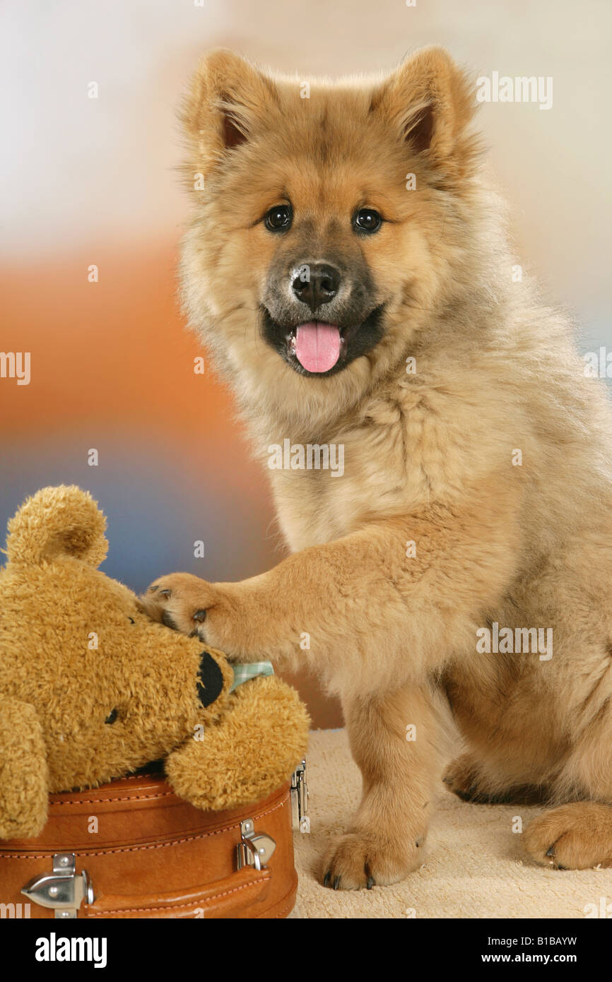 Eurasier - puppy with teddy Stock Photo