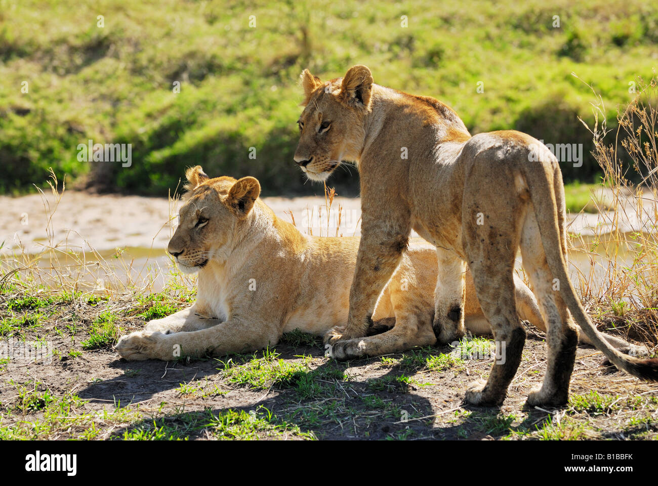 two lions / Panthera leo Stock Photo - Alamy