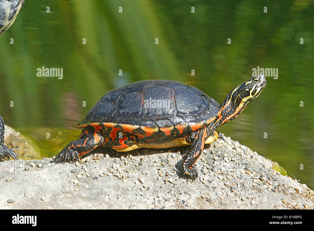 Eastern painted turtle hi-res stock photography and images - Alamy