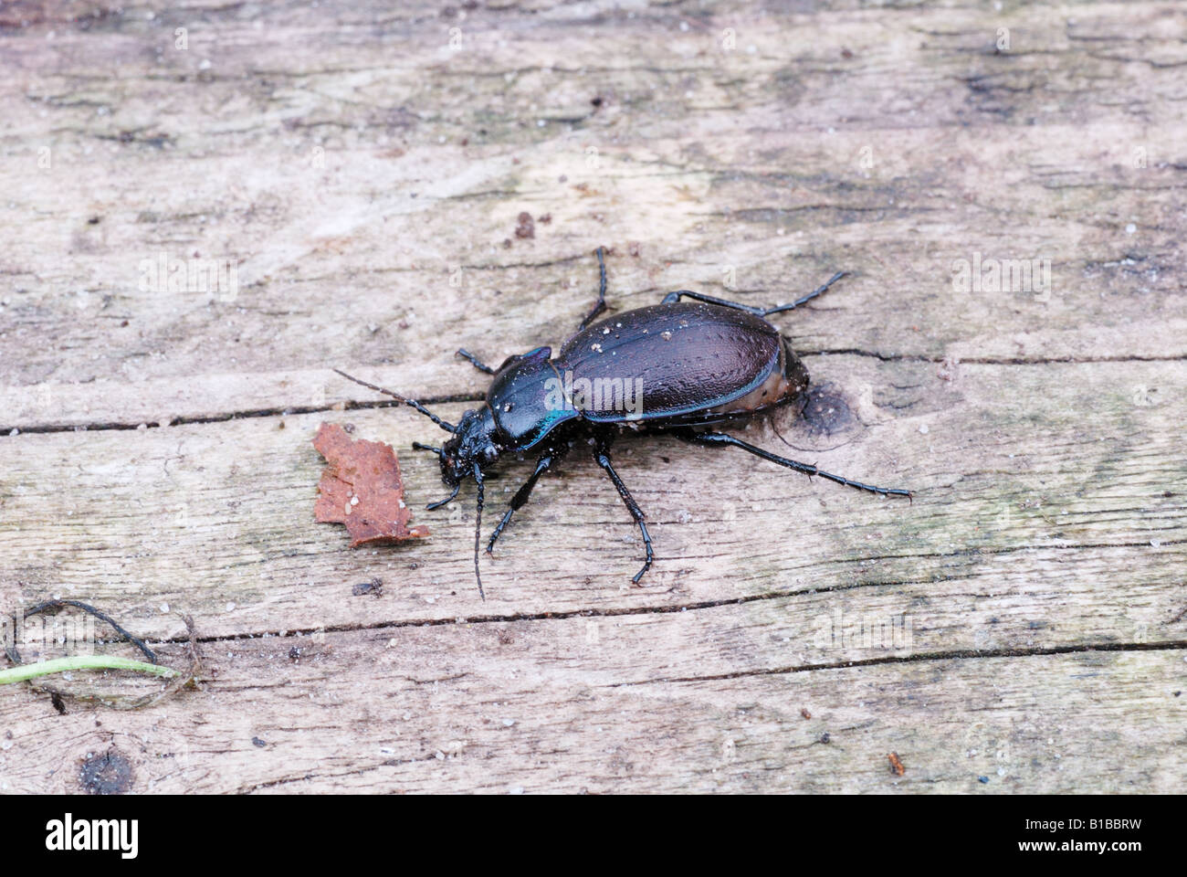 The ground beetle species Carabus nemoralis Stock Photo