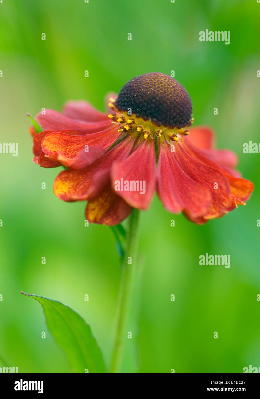 HELENIUM FLAMMEN KITCHEN Stock Photo - Alamy