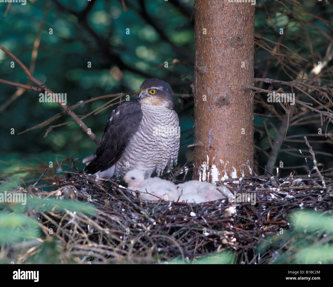 sparrowhawk-at-nest-hi-res-stock-photography-and-images-alamy