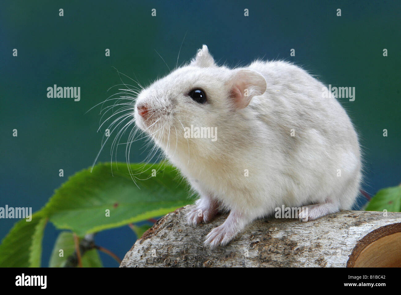 Roborovski Hamster (Phodopus roborovskii). Adult on alog Stock Photo