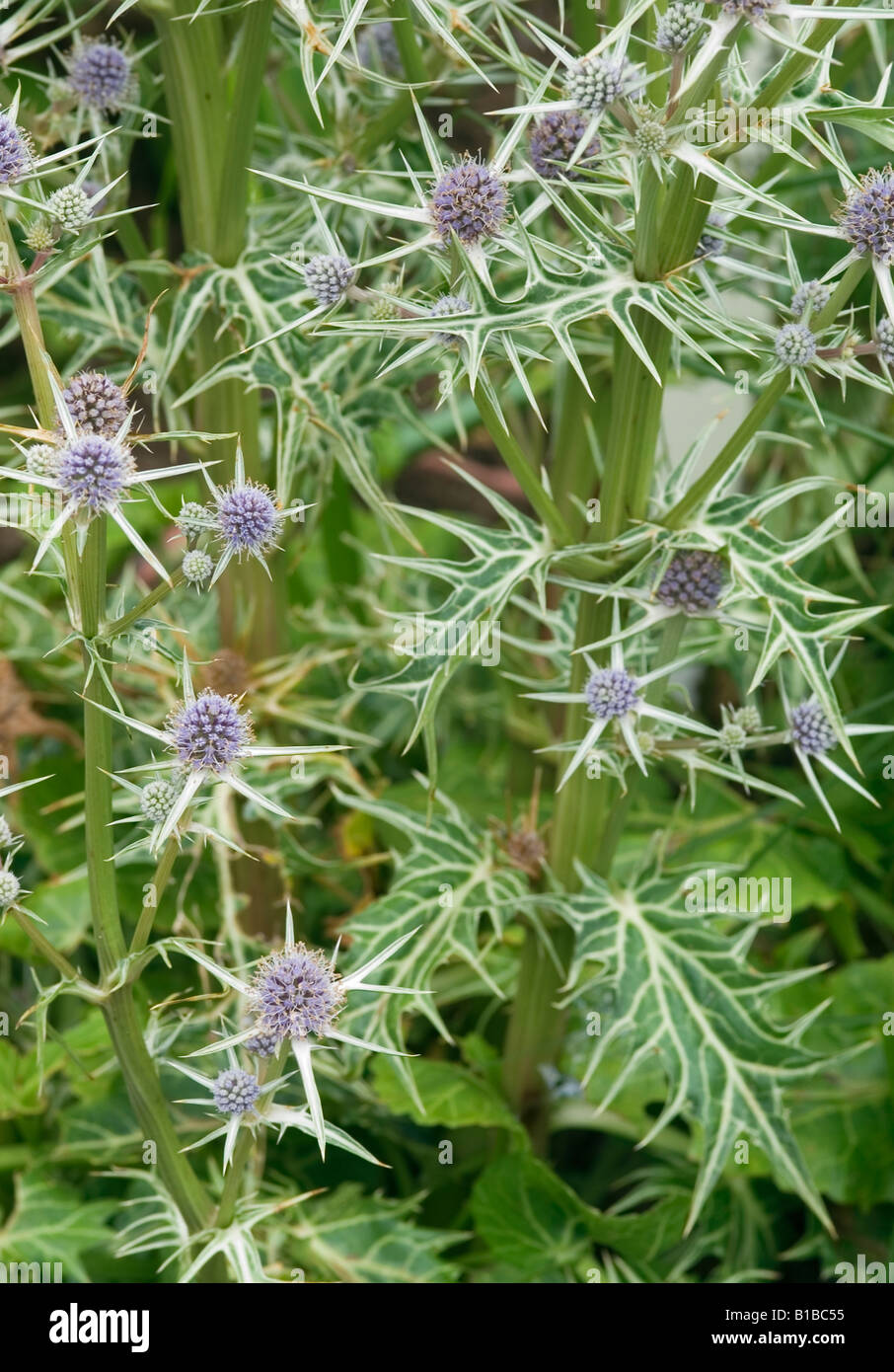 Eryngium variifolium Sea Holly Stock Photo