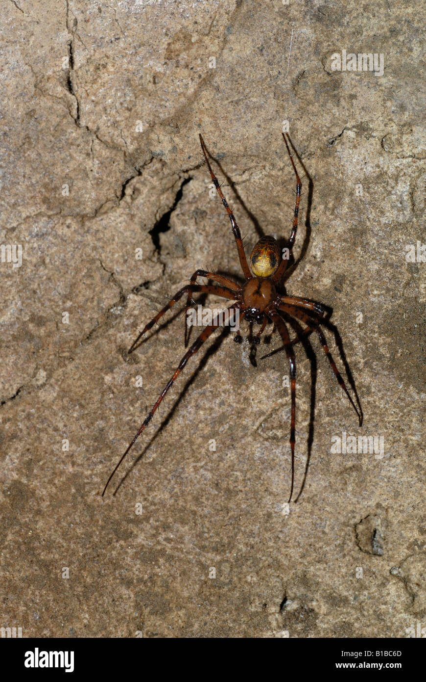 Male European Cave Spider (Meta menardi) Stock Photo