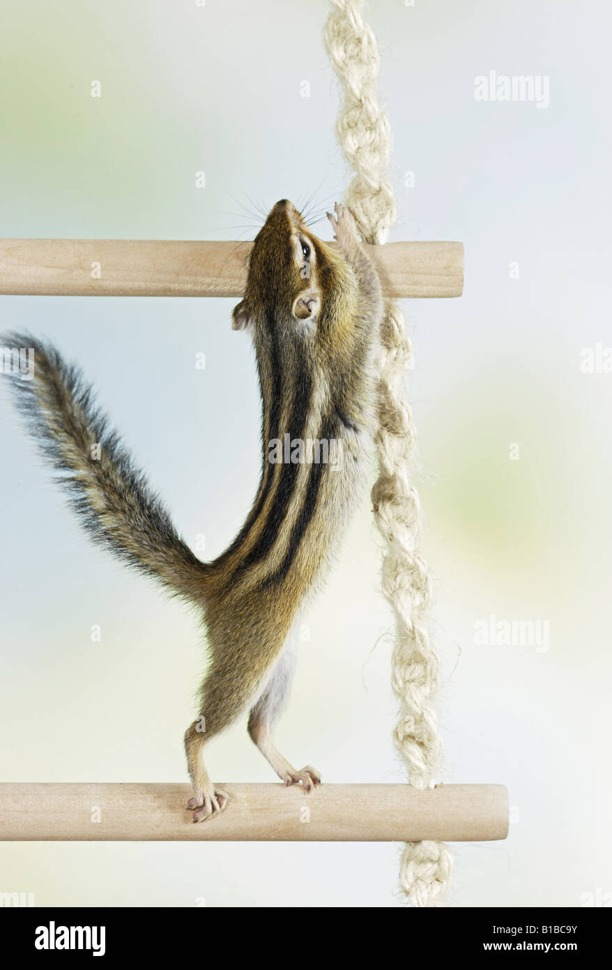 Siberian chipmunk climbing Stock Photo Alamy