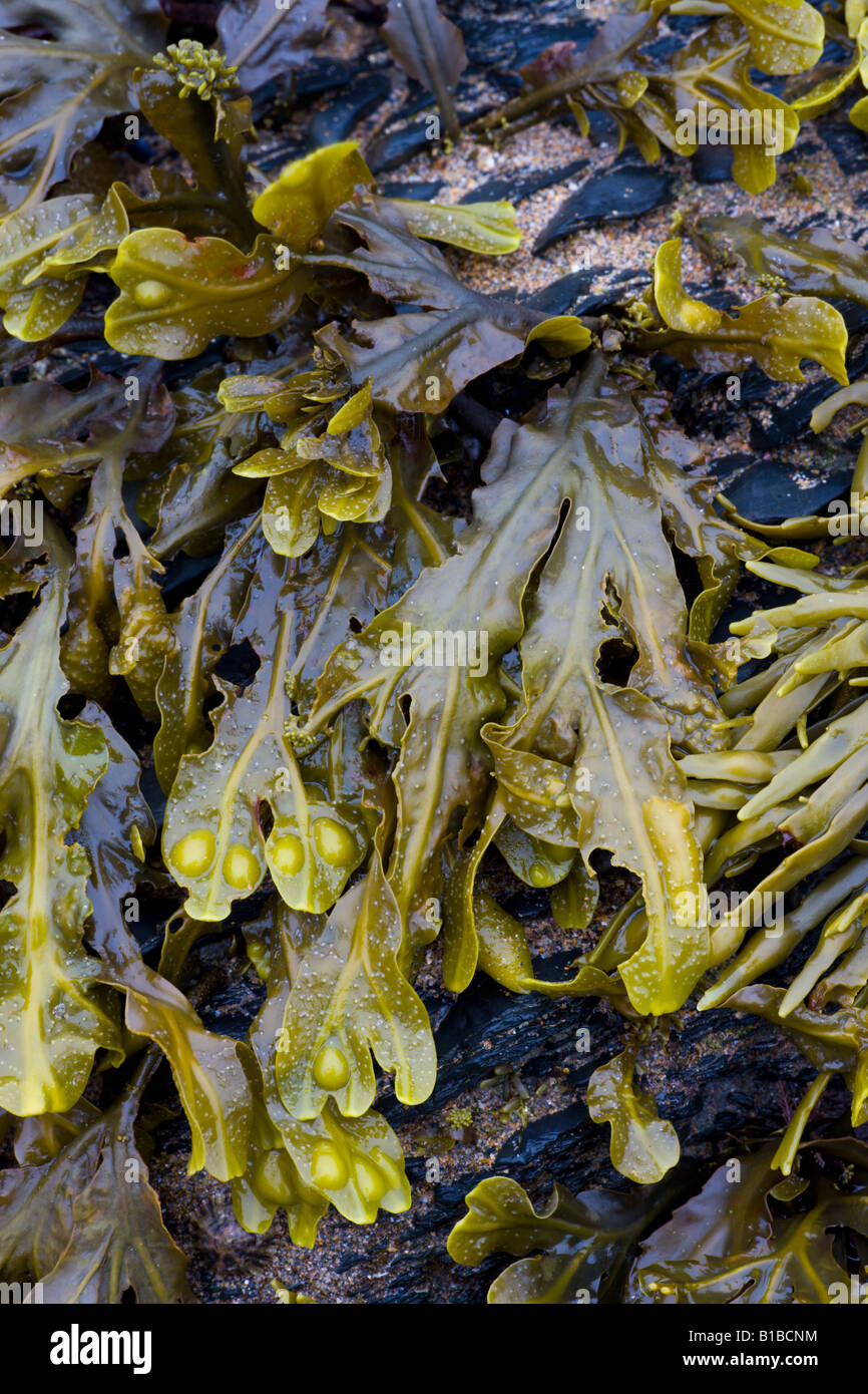 Seaweed exposed at low tide Duckpool Cornwall England Stock Photo