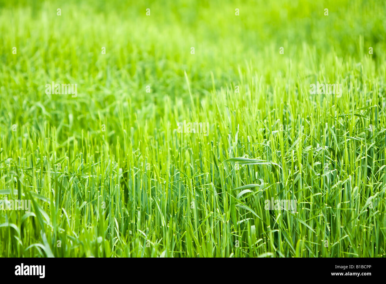 beautiful green field Stock Photo