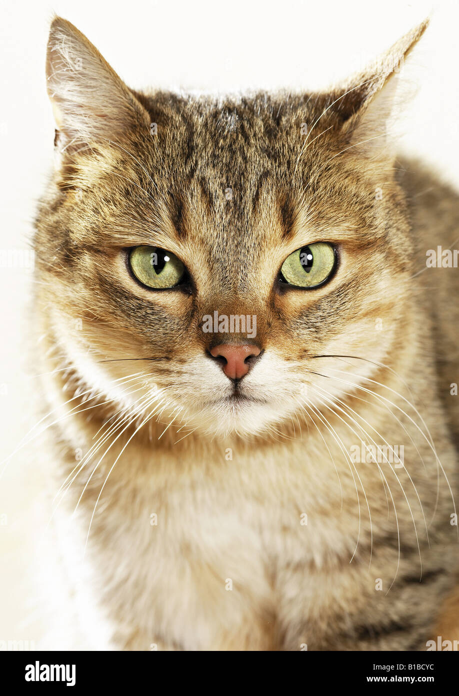 An Cat domestic cat - portrait Stock Photo - Alamy