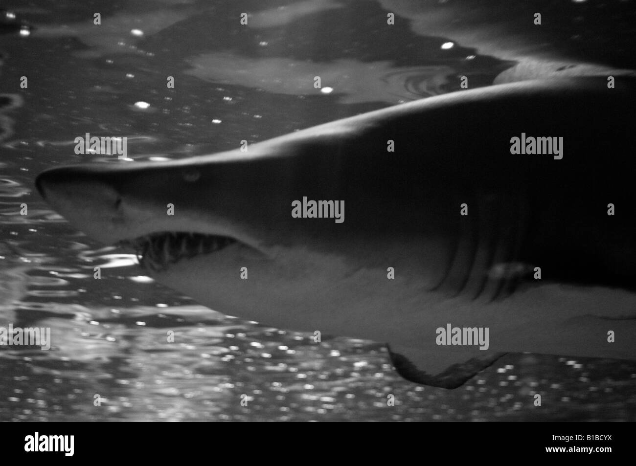 Nurse shark teeth hi-res stock photography and images - Alamy
