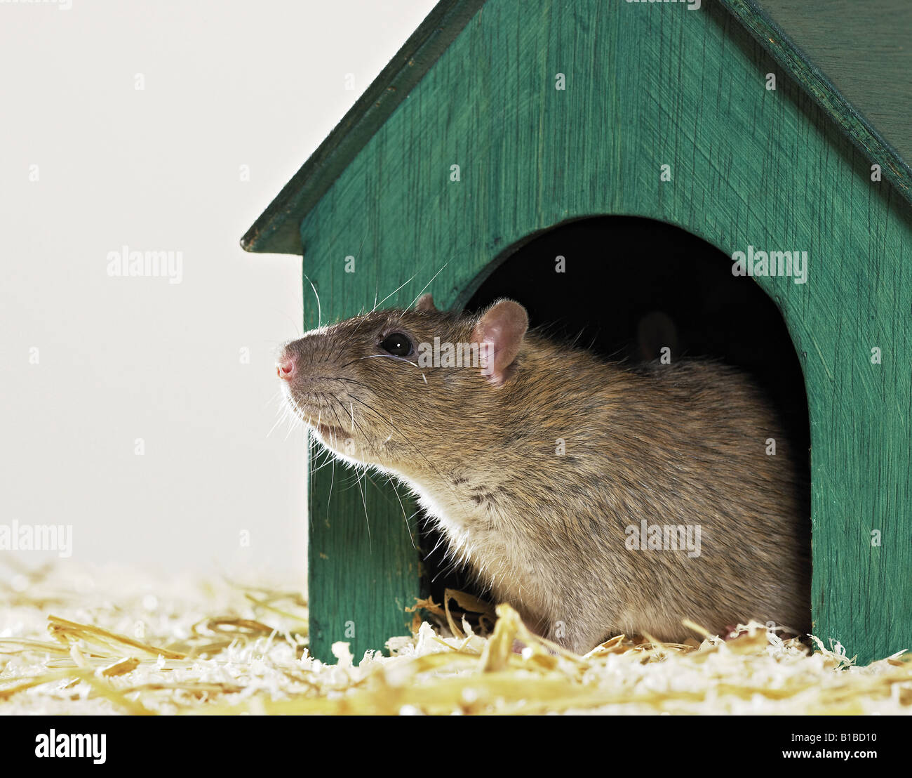 fancy rat in house Stock Photo Alamy