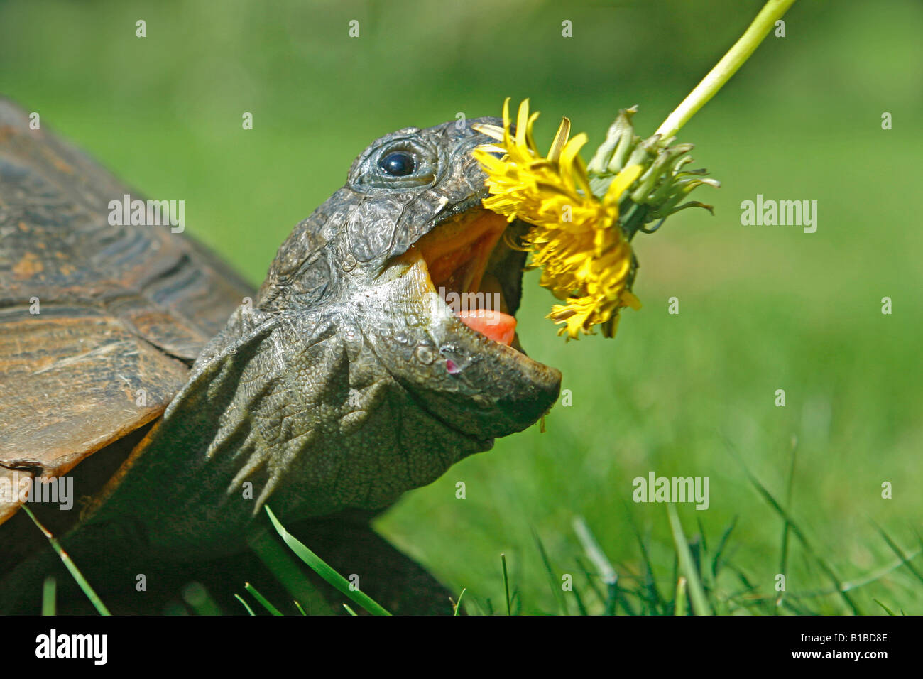 Common Box Turtle (Terrapene carolina) eating a Dandelion flower ...