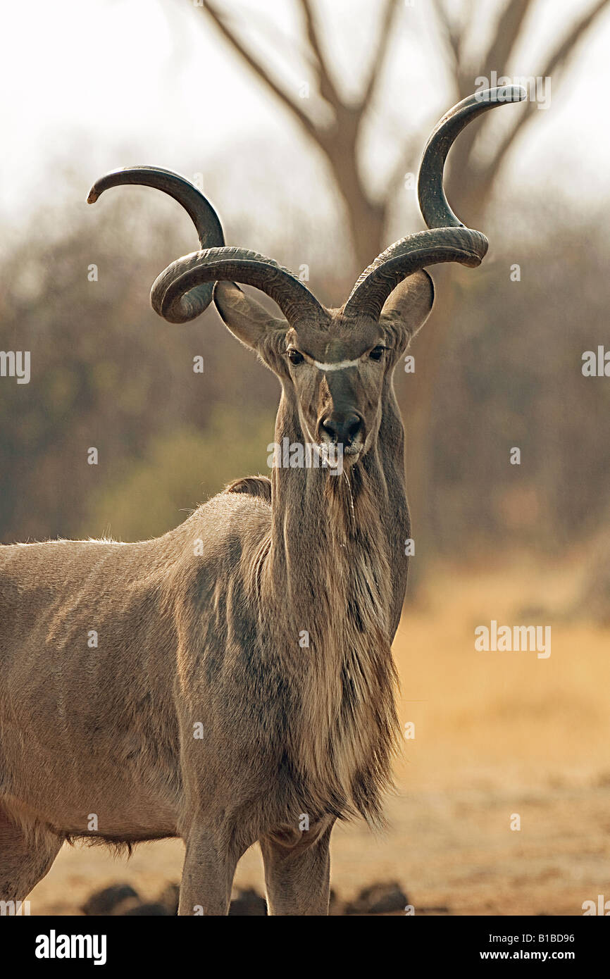 greater kudu / Tragelaphus stresiceros Stock Photo