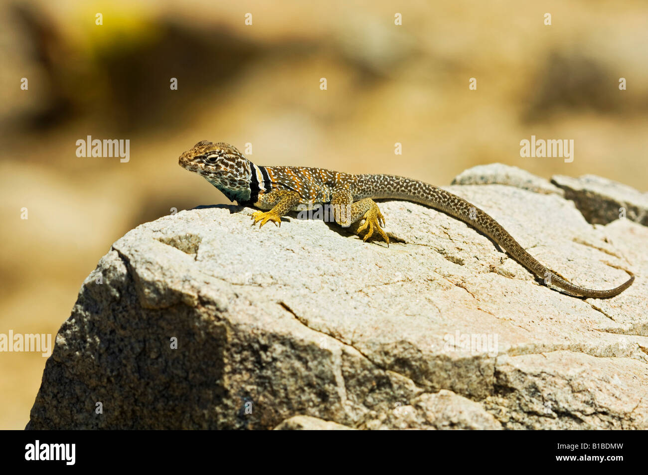 Collard Lizard High Resolution Stock Photography and Images Alamy
