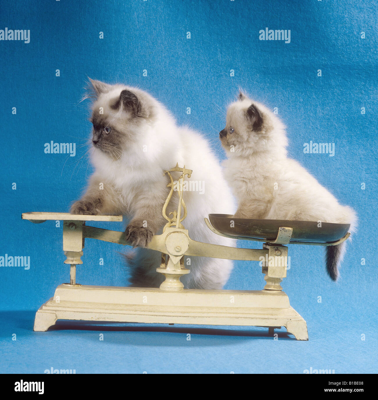 Colourpoints hi-res stock photography and images - Alamy