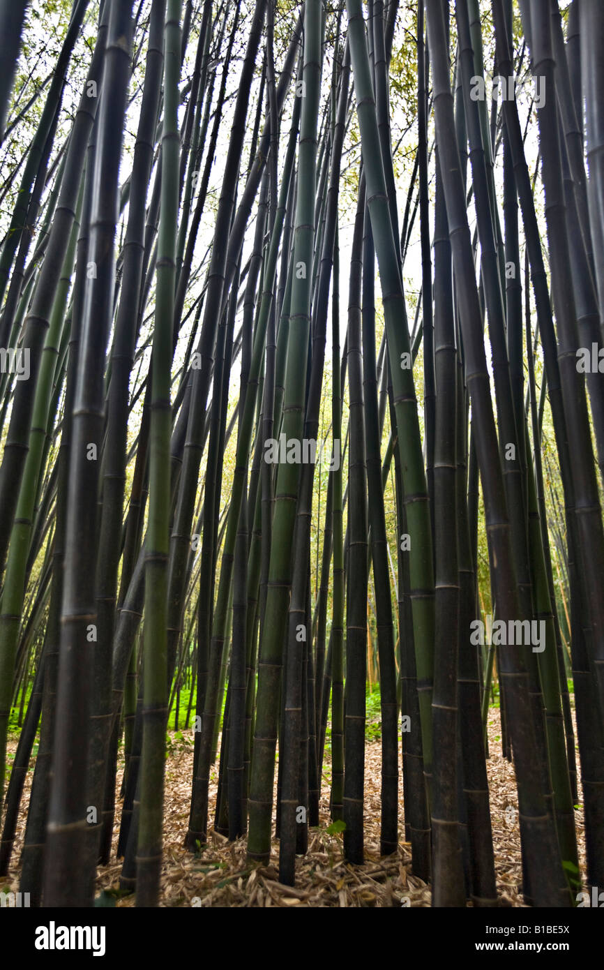 Phyllostachys Nigra Flower