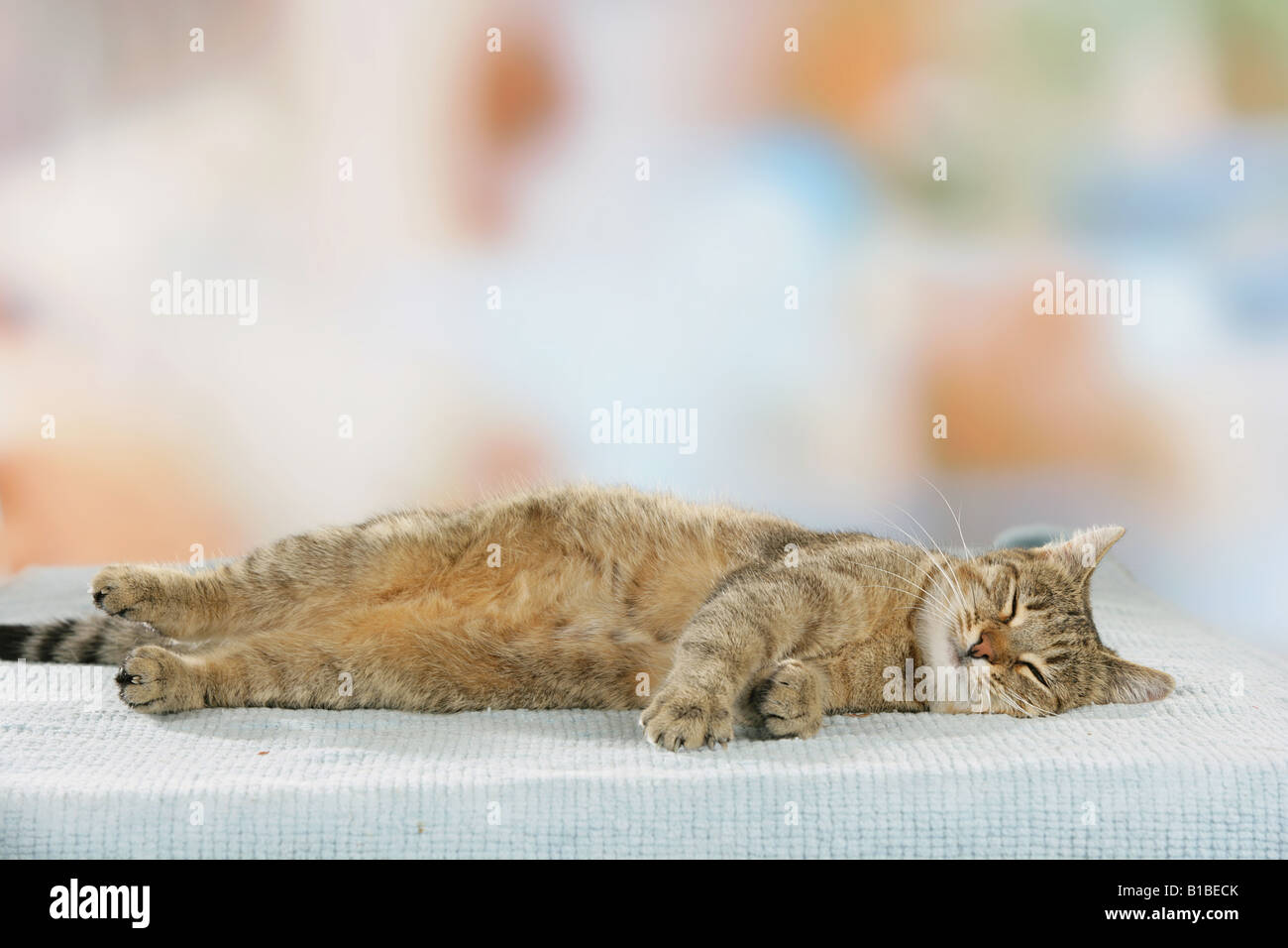 domestic cat - lying Stock Photo