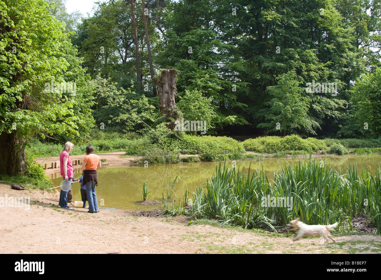 Chipperfield Common Woods - Hertfordshire Stock Photo