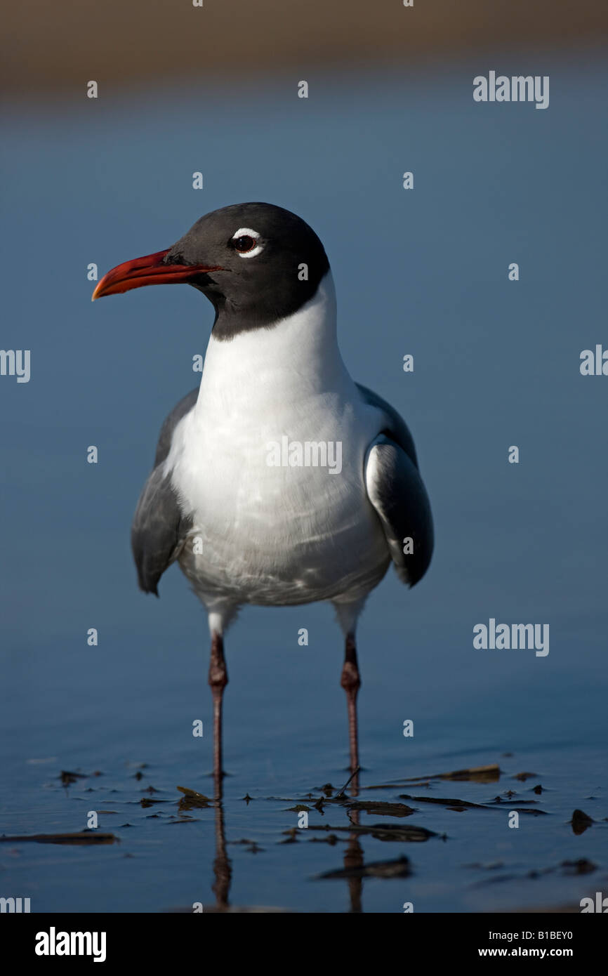 Laughing Gull Larus atricilla Adult in Breeding Plumage On Gulf of Mexico coast Mississippi USALaughing Gull (Larus atricilla) A Stock Photo