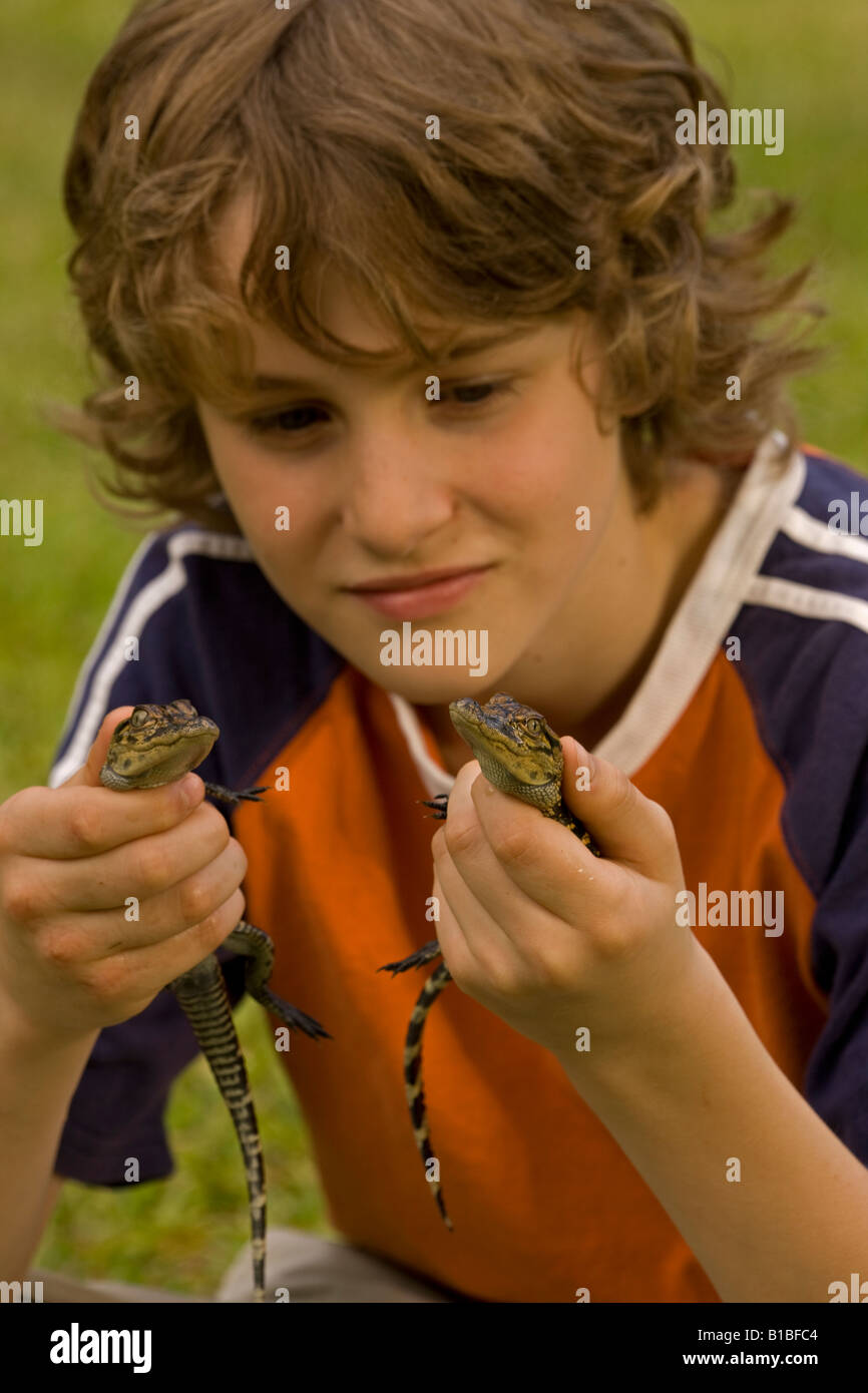 Boy Holding Young American Alligators (Alligator mississippiensis ...