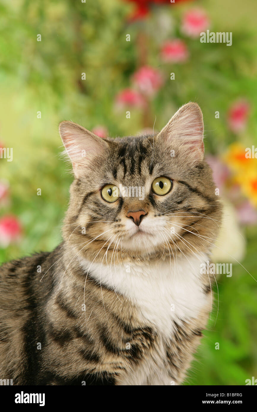 domestic cat - portrait Stock Photo - Alamy