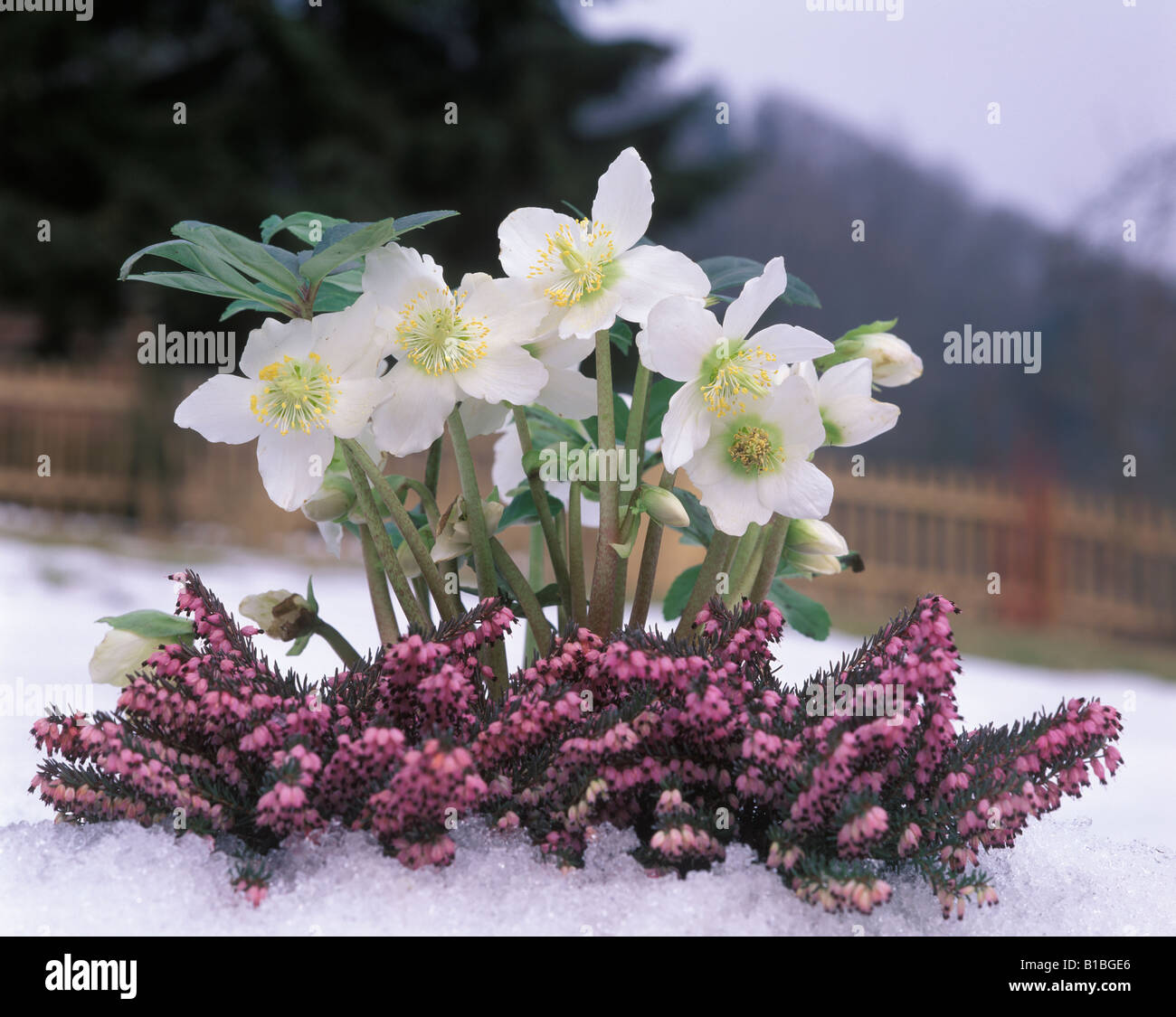 Flower Christrose & Erika Christmas Rose Stock Photo Alamy