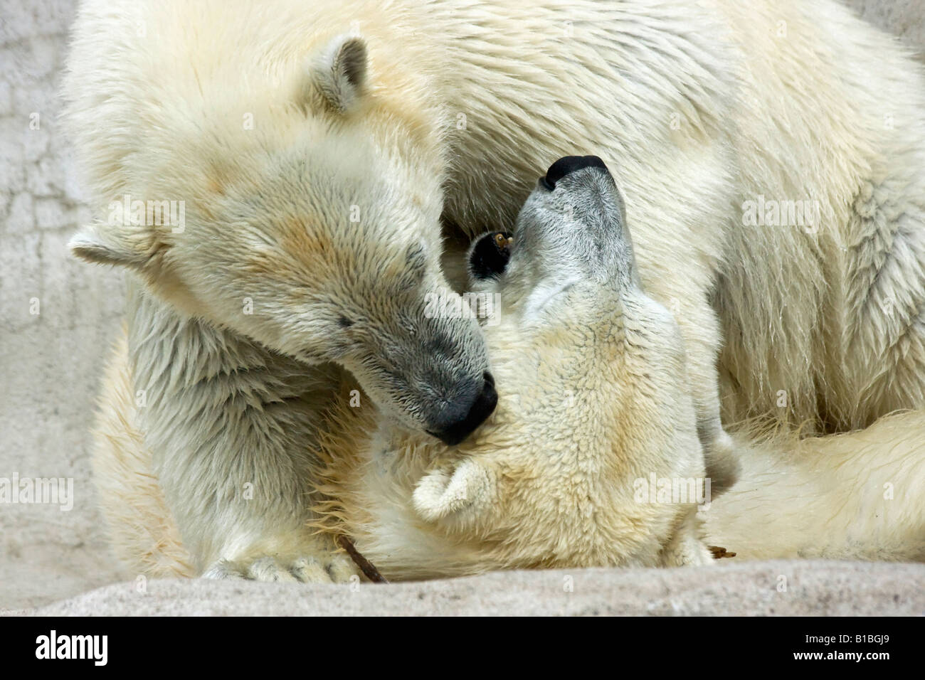 Couple white bears ZOO Toledo Ohio USA United States nobody animals in love hi-res Stock Photo