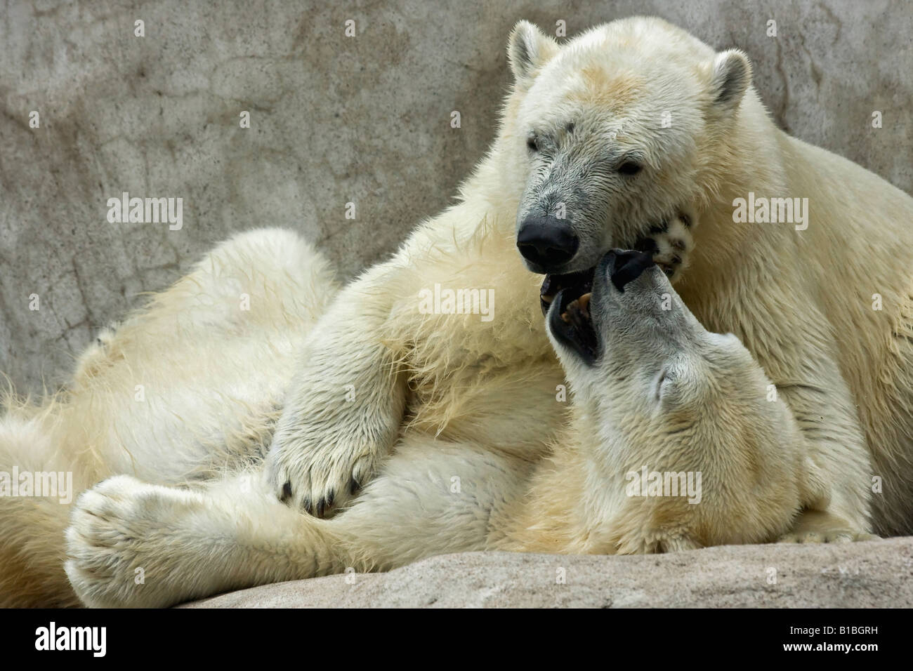 Couple white bears ZOO Toledo Ohio USA United States nobody animals in love Stock Photo