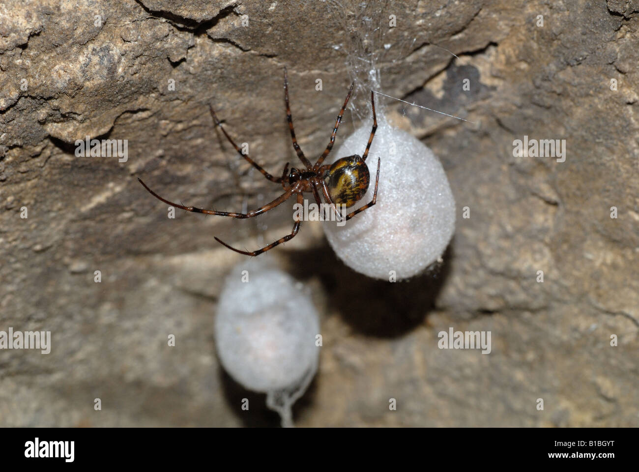 European Cave Spider (Meta menardi) adult and egg clusters Stock Photo