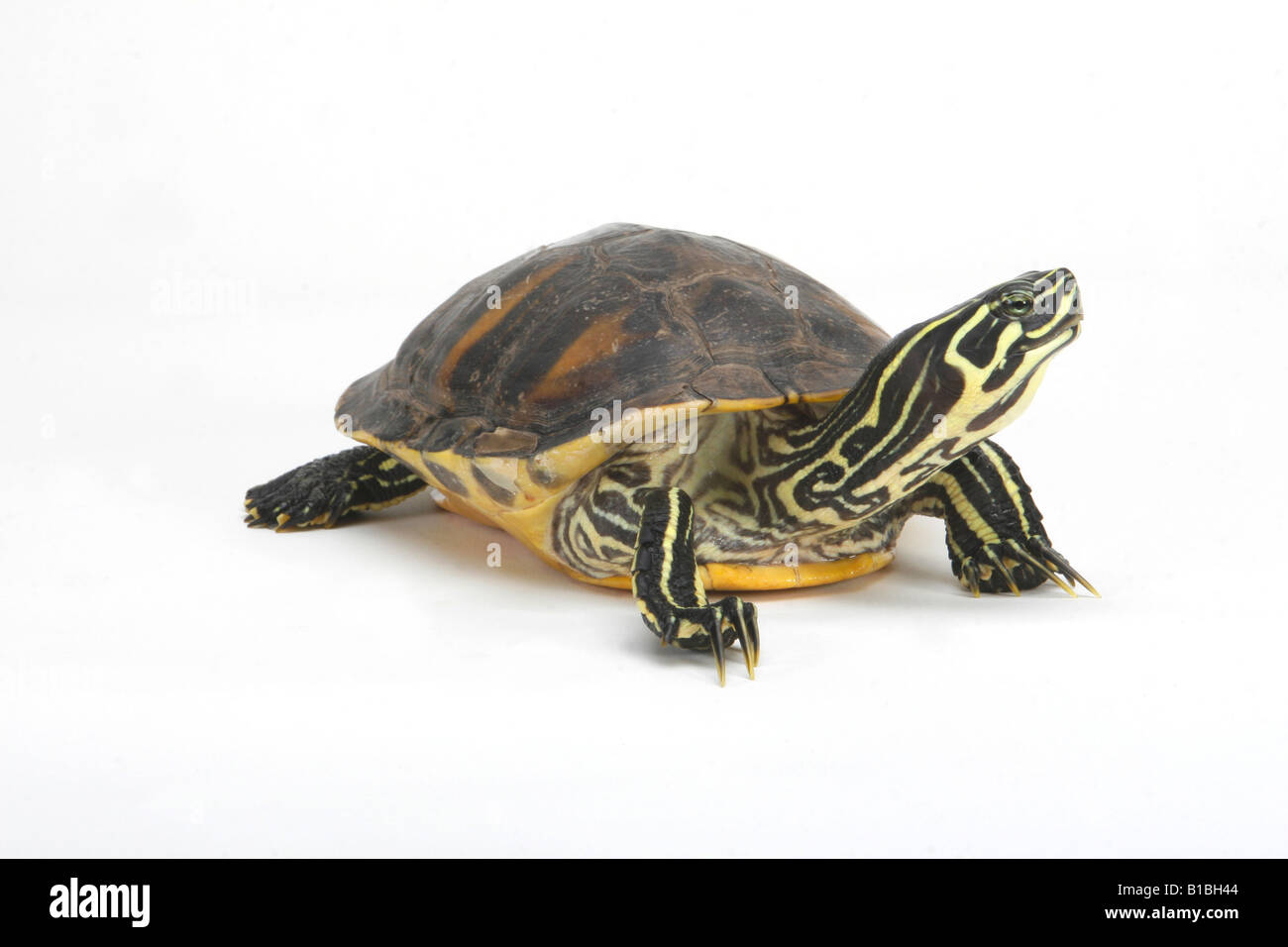 Florida Redbelly Turtle - cut out / Pseudemys nelsoni Stock Photo