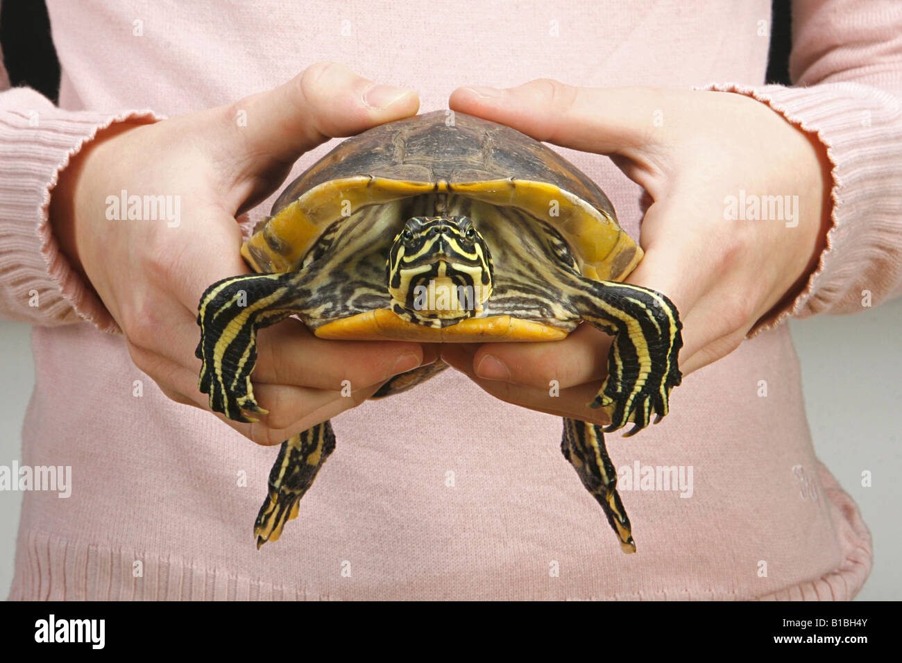 human with Florida Redbelly Turtle / Pseudemys nelsoni Stock Photo