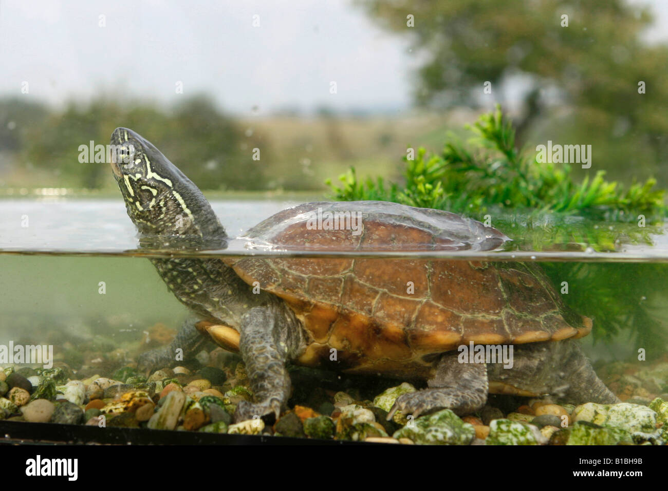 Chinese Pond Turtle in water / Chinemys reevesii Stock Photo