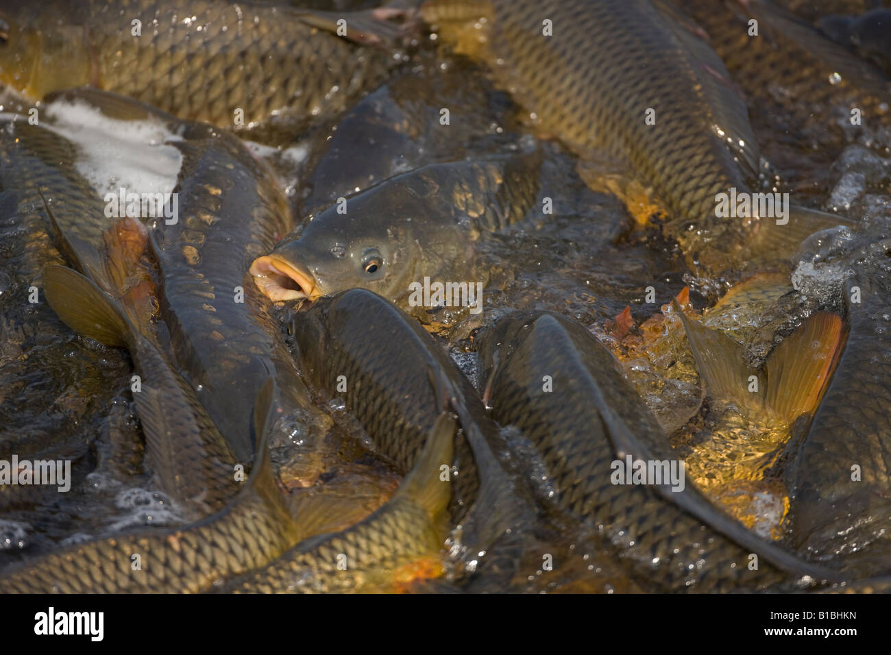 Carp Cyrinus carpio New York USA Swimming up channel Carp (Cyrinus ...