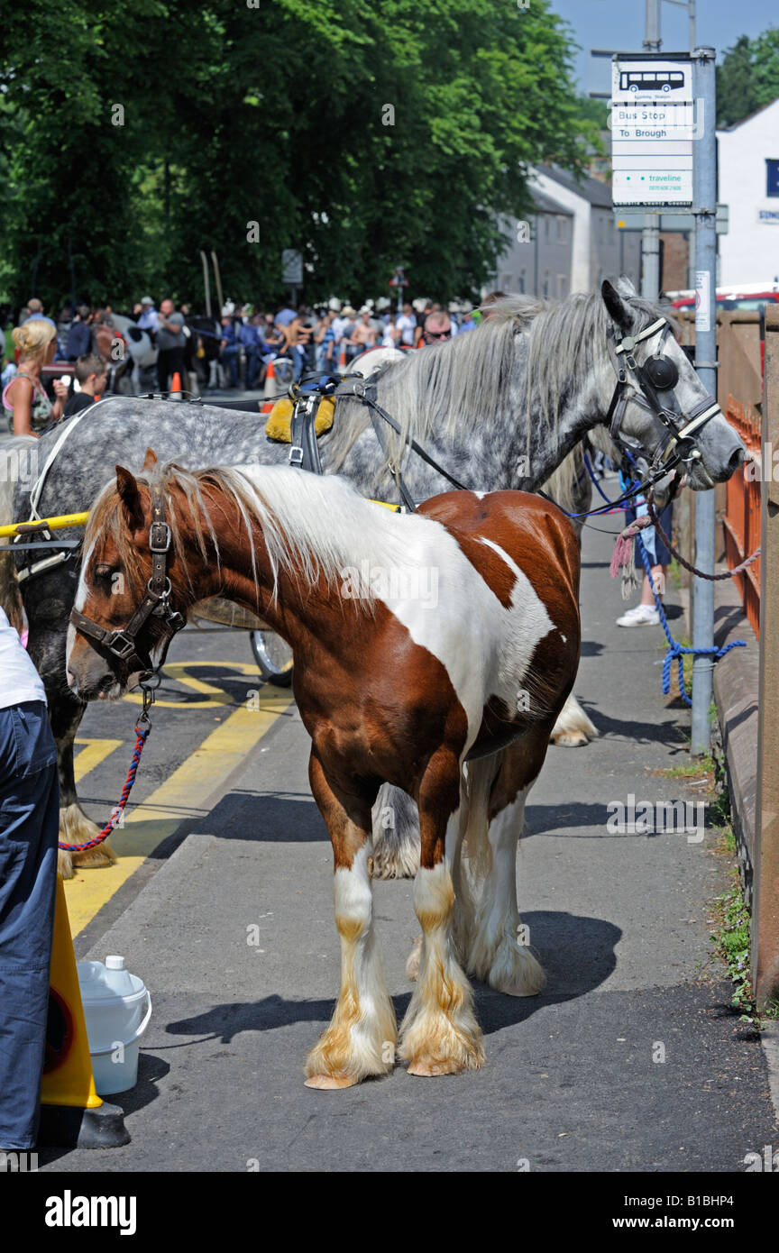Gypsy traveller horses at bus stop. Appleby Horse Fair. Appleby-in-Westmorland, Cumbria, England, United Kingdom, Europe. Stock Photo