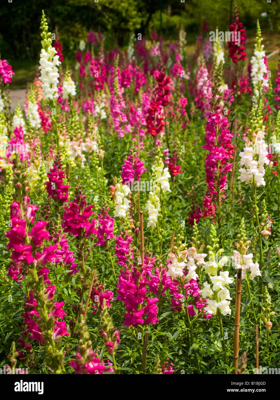 field of snapdragons antirrhinum in Darjeeling Stock Photo