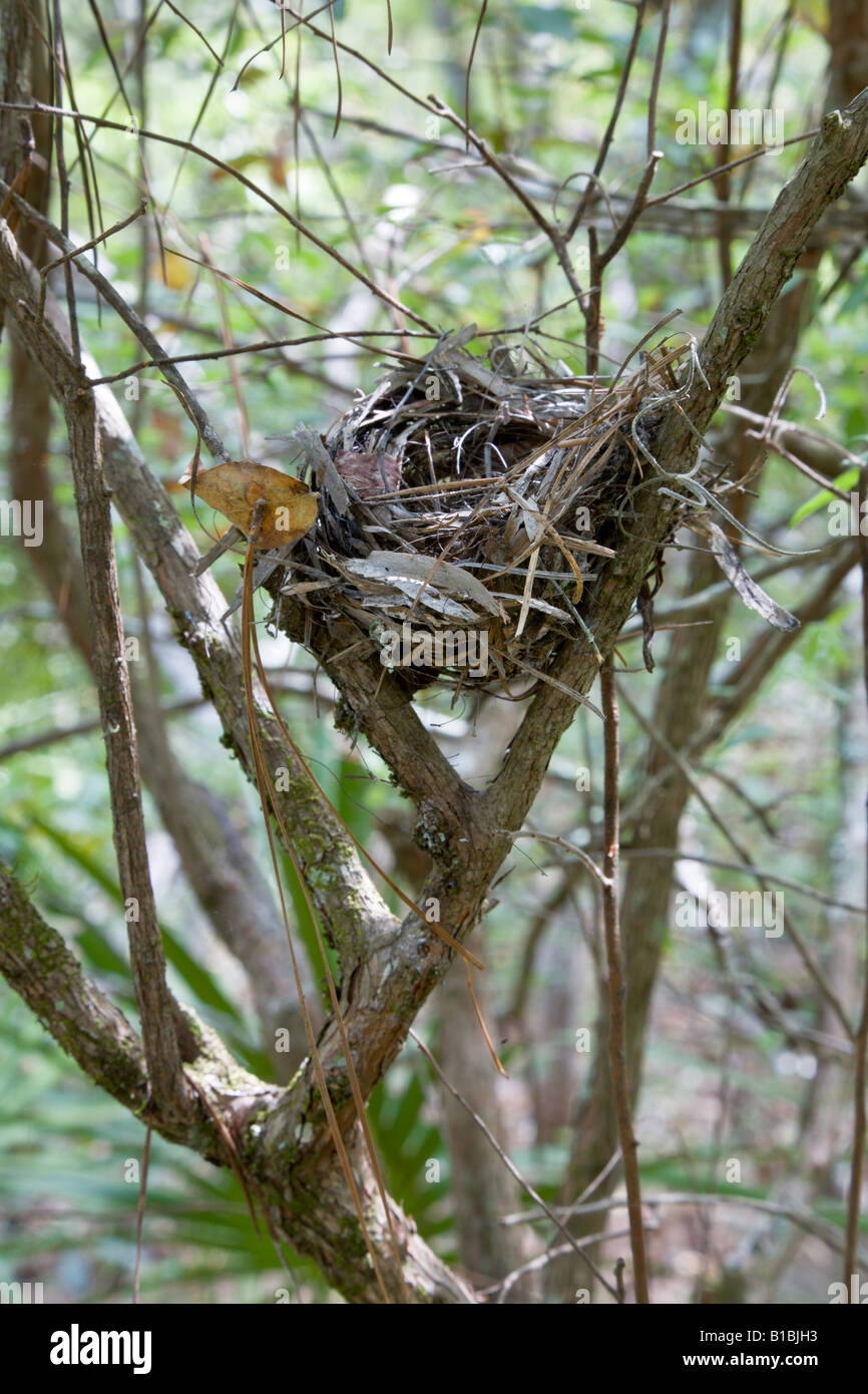 Bird nest in tree along trail through O'leno State Park in Florida
