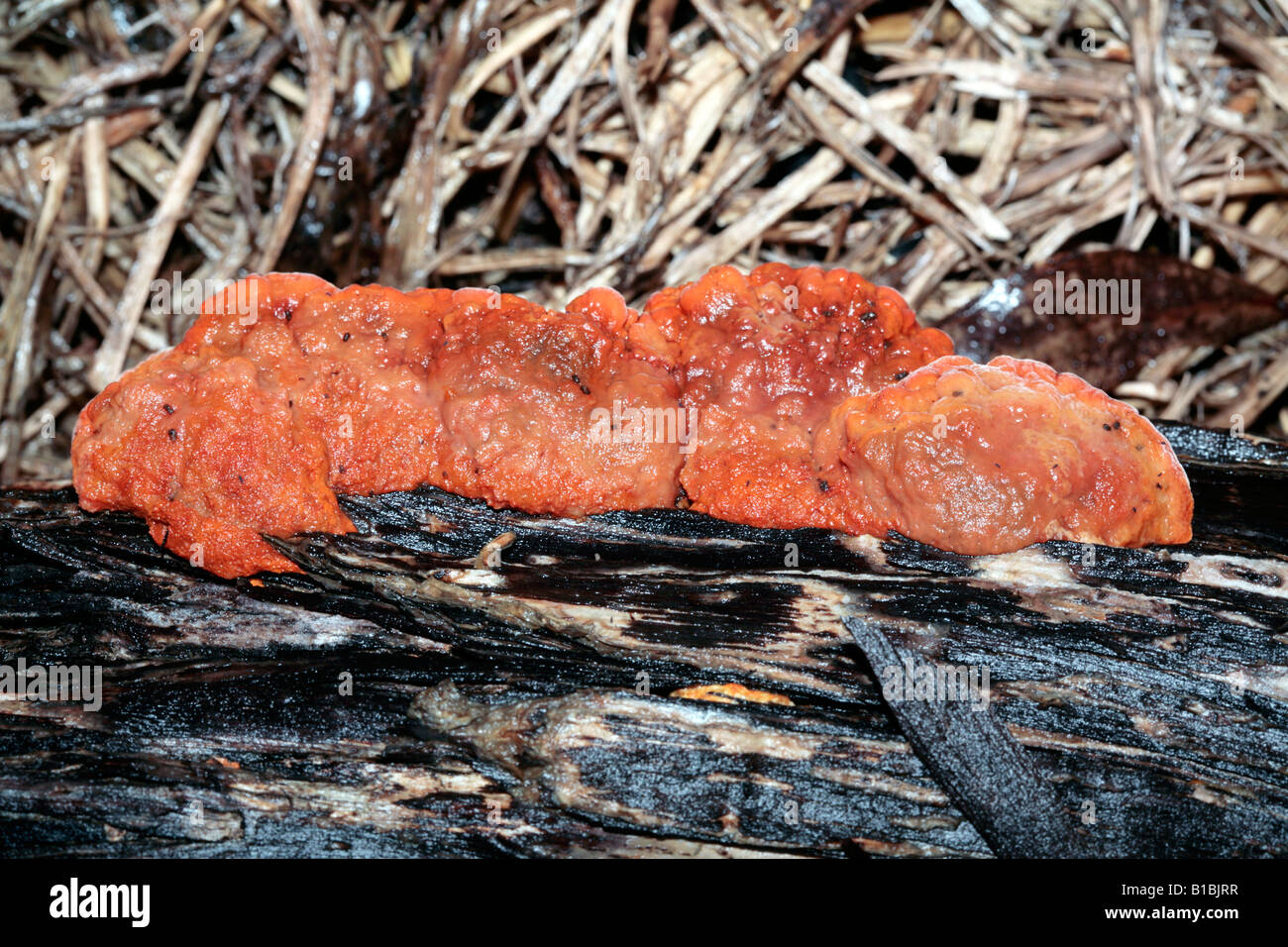 Polypore Fungus growing on dead Melaleuca Tree Stock Photo