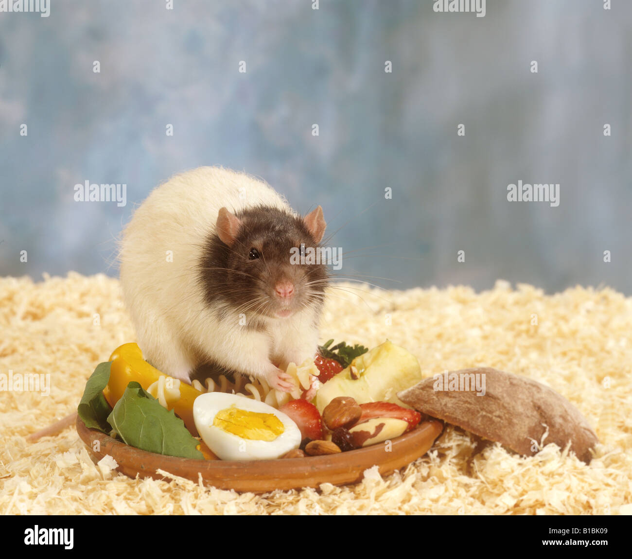 fancy rat at feeding bowl Stock Photo Alamy