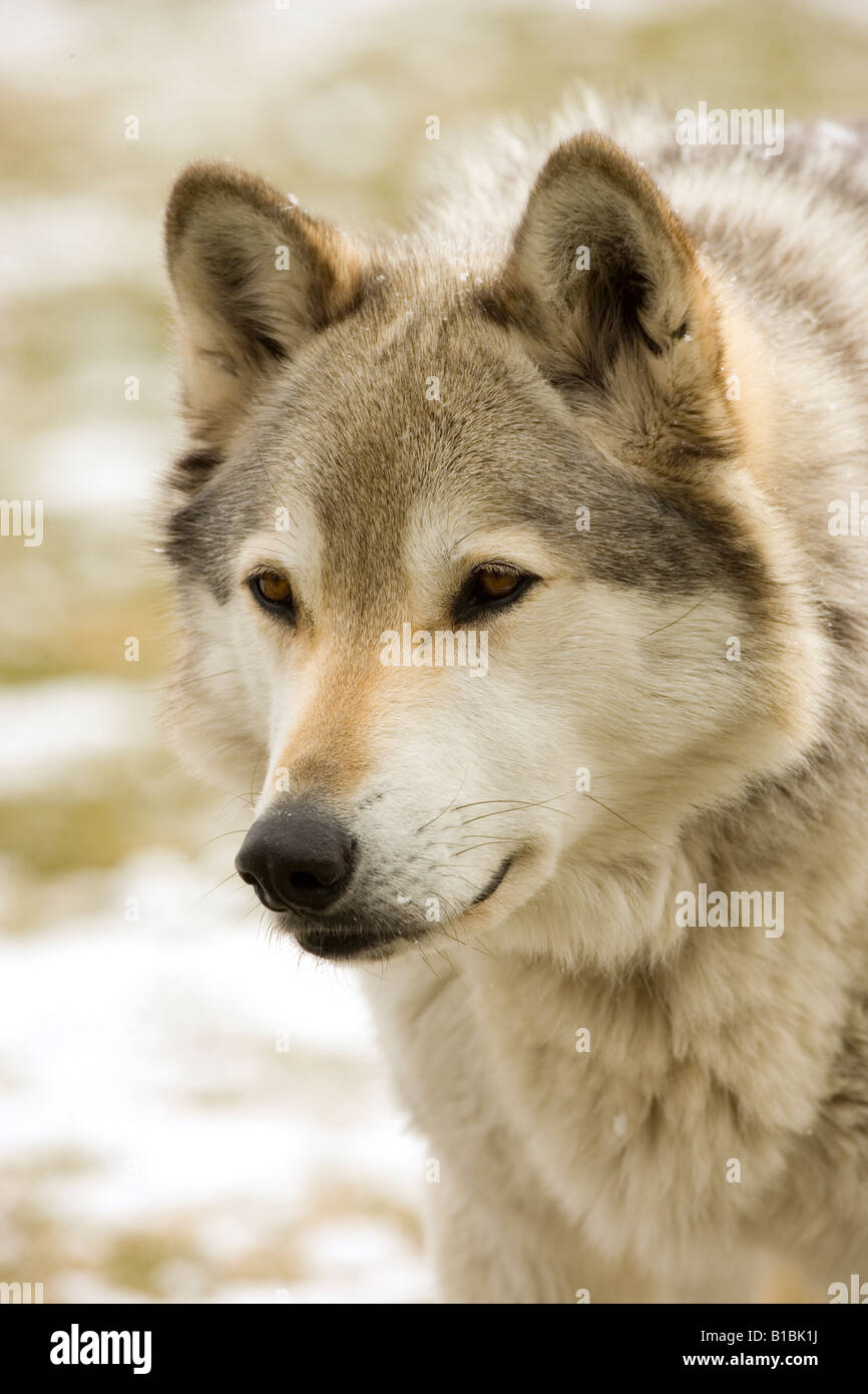Gray Wolf /Timber Wolf (Canis lupus) Male Portrait Captive New