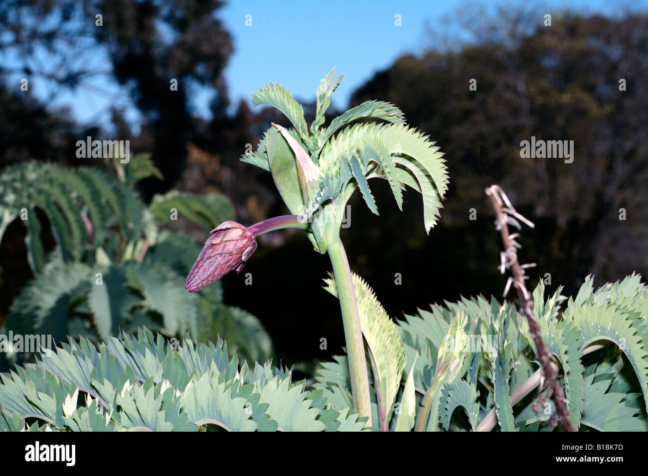 Honey Flower-Melianthus major-Family Melianthaceae Stock Photo
