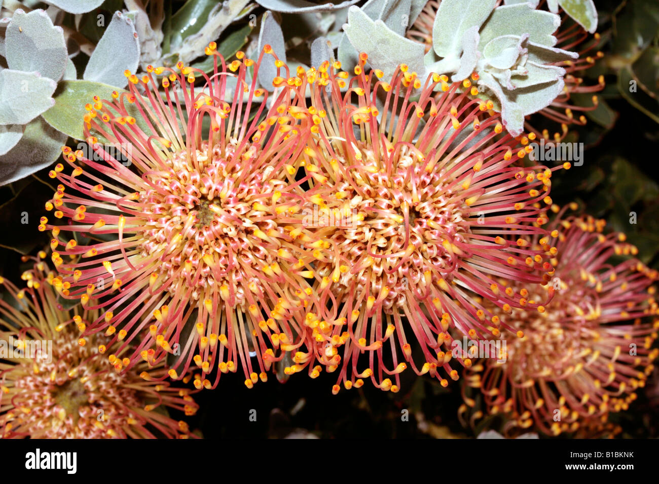 Pincushion / Luisiesboom- Leucospermum cordifolium - member of Fireworks group- Family Proteaceae Stock Photo